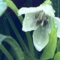 とうがらし,素敵な出会いに感謝,今日も元気で,今日も笑顔で♡,花を通じて愛と平和をの画像