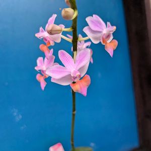 山野草,スマホ撮影,棚の画像