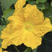 ヘチマ,ヘチマの花,糸瓜・ヘチマ・へちま,平和を願う,幸せの黄色いお花の画像