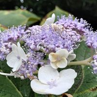 タマアジサイ,神代植物公園・植物多様性センターの画像