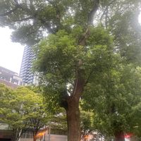 クスノキの画像