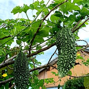 ゴーヤ,ゴーヤの花,おしろいばな,ゴーヤの佃煮,胡蝶蘭（こちょうらん）の画像