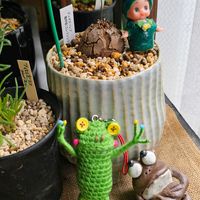 イワシャジン,今日のお花,6日はカエルの日,毎月6日は私のイチオシ✌️フラワーの日,カエル仲間の画像