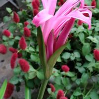 ネリネ,ネリネ,花のある暮らし,我が家のお花,おうち園芸の画像