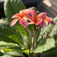 ジャスミン,プルメリア　キャバレー,夏の花,庭の画像