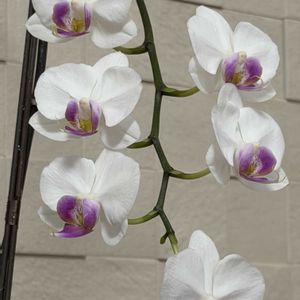 コチョウラン,胡蝶蘭,ミディ胡蝶蘭,リビング,今日のお花の画像