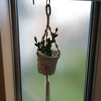 レーマニー,ガーデニング,多肉棚,多肉植物とサボテン,タニパトの画像
