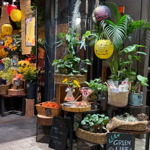  コウモリラン ,9月,その他エクステリアの画像