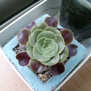 ポトスライム,カシミヤバイオレット,観葉植物,ガーデニング,多肉棚の画像
