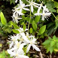 センニンソウ,ガーデニング,お花,おうち園芸,小さな庭の画像