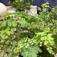 アジアンタム,観葉植物,成長記録の画像
