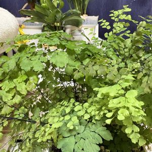 アジアンタム,観葉植物,成長記録の画像