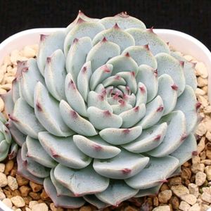 万物想,ペラルゴニウム　トリステ,ケラリア ピグマエア,多肉植物,塊根植物の画像