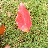 乙女心,公園,感謝,自然の中で,秋の風景の画像