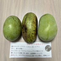 ポポーの画像