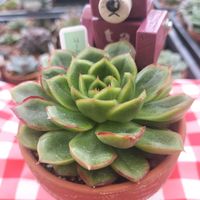 多肉植物,エケベリア属,クマと多肉日記の画像