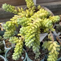 ビア ホップ,多肉植物の画像