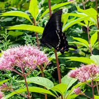 フジバカマ,ユーパトリウム,アゲハチョウ,蝶々,多年草の画像