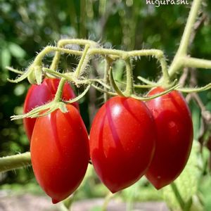 ミニトマト（アイコ）,花のある暮らし,GSに感謝。,幸福,癒しの花の画像