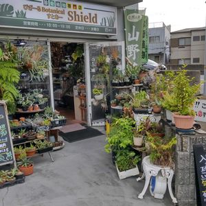 多肉植物,ウラボシ科,ビカクシダ属,食中植物,塊根の画像