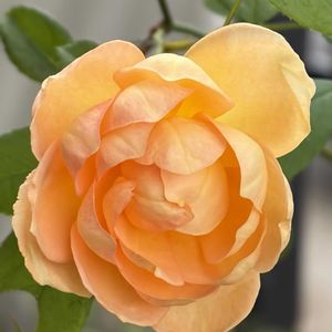 レディオブシャーロット,ガーデニング,花のある暮らし,ナチュラルスタイル,薔薇のある暮らし♡の画像