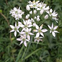 ハナニラ,ペンタス,鉢植え,ガーデニング,山野草の画像