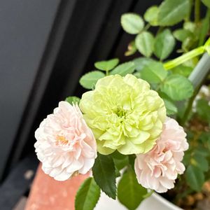 ミニバラ,ミニバラ,雨の日,玄関先の画像