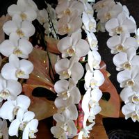 コチョウラン,イチジク,梨,いちじく（蓬莱柿）,花のある暮らしの画像