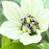 バターナッツかぼちゃ,ピーマンの花,宿儺(すくな)かぼちゃ,モロヘイヤの花,夏野菜の画像