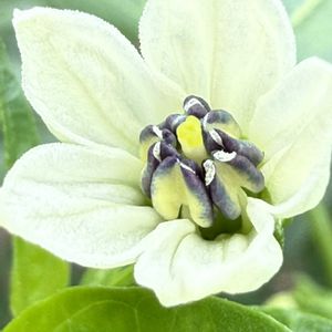 バターナッツかぼちゃ,ピーマンの花,宿儺(すくな)かぼちゃ,モロヘイヤの花,夏野菜の画像