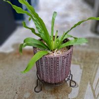 オオタニワタリの画像