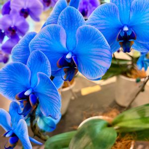 コチョウラン,胡蝶蘭,胡蝶蘭ブルーエレガンス,ブルーの胡蝶蘭,花言葉の画像