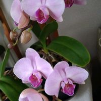コチョウラン,リビング,癒し,今日のお花,毎月6日はカエルの日の画像