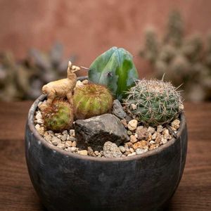 サボテン,寄せ植え,サボテンの寄せ植え,GS映え,GS日和の画像