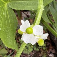 クワイ,慈姑　くわい,散歩,オモダカ科,オモダカ科オモダカ属の画像