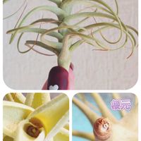 エアープランツ/チランジアの画像