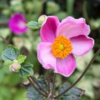 シュウメイギク,セッコク,秋明菊,花のある暮らし,がんばる♡の画像