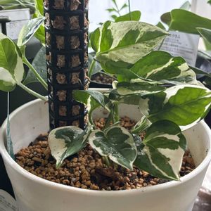 ポトス・エンジョイ,観葉植物,成長,記録,PRの画像