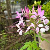 クレオメ,クレオメ(西洋風蝶草),花のある暮らし,こぼれ種っ子,素敵色の画像