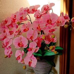 コチョウラン,ピンク,造花,豪華,今日のお花の画像