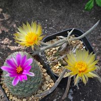 サボテン,カプト メデューサ,花サボテン,多肉植物,サボテンの花の画像