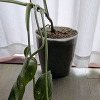 モンステラ,観葉植物,ハイドロカルチャー,リビングの画像
