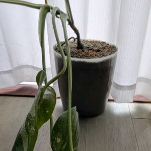 モンステラ,観葉植物,ハイドロカルチャー,リビングの画像