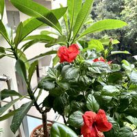インドアグリーン,フィカス属,癒しの空間,おうちジャングル,植物を増やして地球に優しく❤️の画像