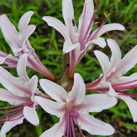 シュウカイドウ,バラ,ダイヤモンドリリー,タヌキノカミソリ,薔薇  アルティシモの画像