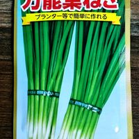 葉ネギ,多肉植物,おうち園芸,テラス,家庭菜園の画像