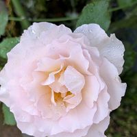 ミセバヤ,メガネツユクサ,コンスタンスエリオット。,バラ 鉢植え,花のある暮らしの画像