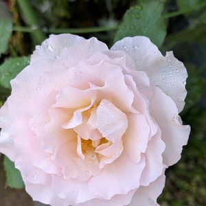 ミセバヤ,メガネツユクサ,コンスタンスエリオット。,バラ 鉢植え,花のある暮らしの画像