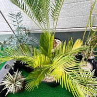 ソテツ,斑入り,蘇轍,ベランダの画像