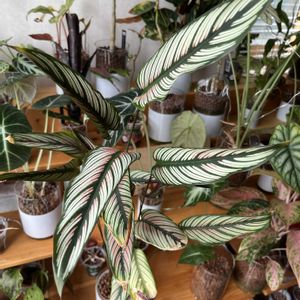 カラテア,カラテア,カラテア ホワイトスター,観葉植物,ハイドロカルチャーの画像